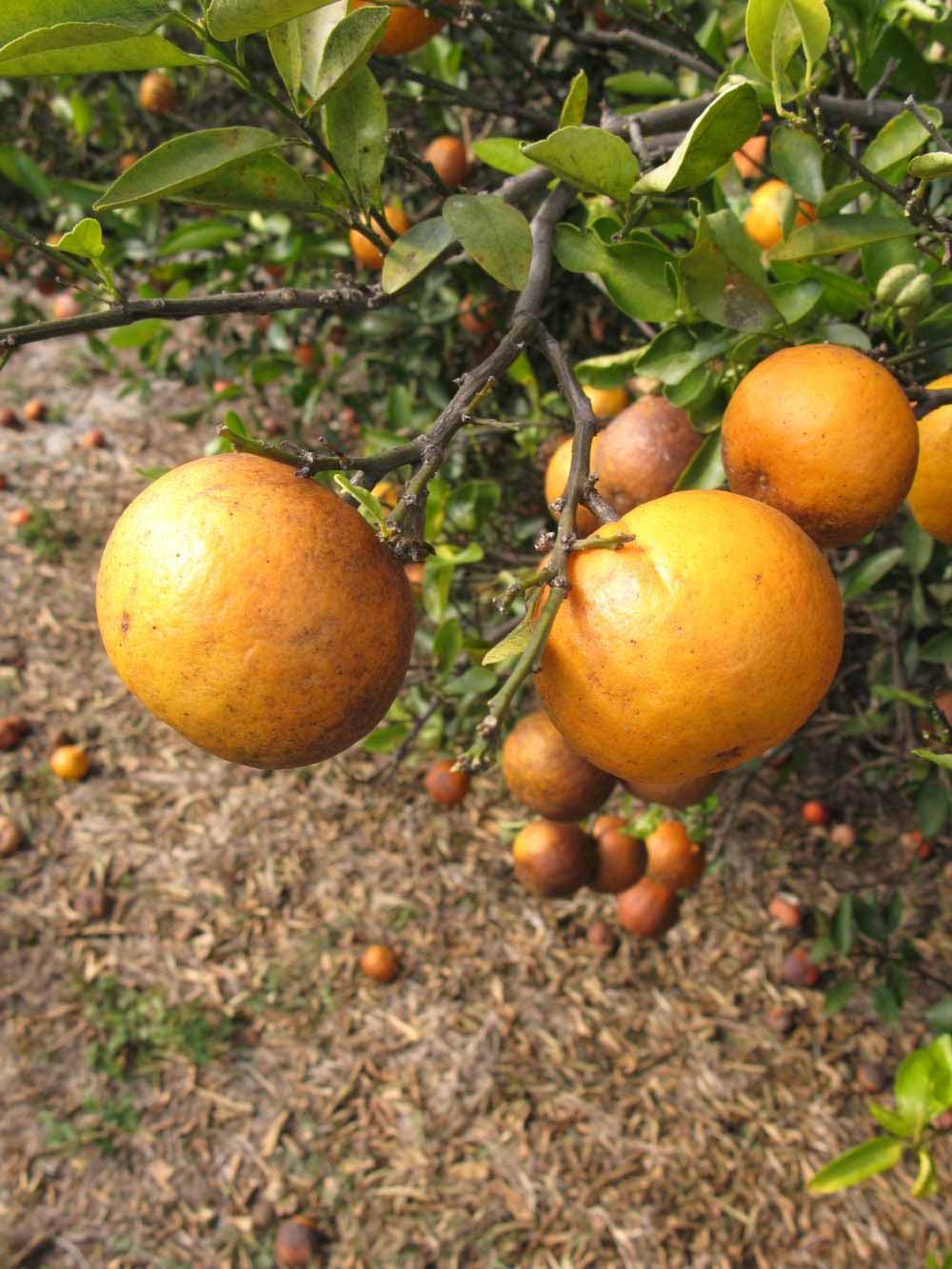              Fruit (Winter Haven, FL)       